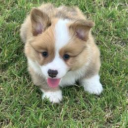 Kolt - White and red male Pembroke Welsh Corgi puppy in Cashion, Oklahoma from Shabby Chic Corgis