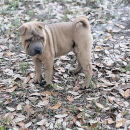 Sesame Seed - Blue sable female Chinese Shar-Pei puppy in Lehigh Acres, Florida from Florida Wrinkles