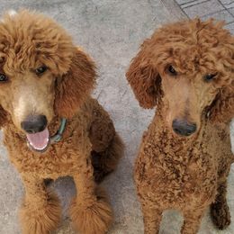 Poodles from Highland Poodles