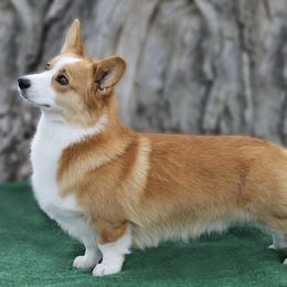 Redding - Pembroke Welsh Corgi