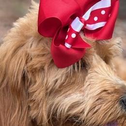 L - Goldendoodle