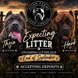 Cane Corso puppies from Titan Farms
