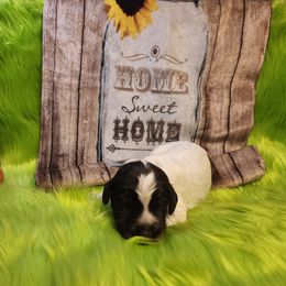 Boy 2 blue - Wirehaired Pointing Griffon puppy in Clear Spring, Maryland from Moonshine's Wirehaired Pointing Griffons