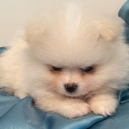 Girl 1 - Pomeranian puppy from Suga Sweet Poms