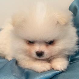 Girl 1 - Pomeranian puppy from Suga Sweet Poms