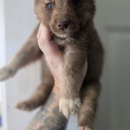 Solid face red boy - Red and white male Siberian Husky puppy in East Otto, New York from Howling Huskies