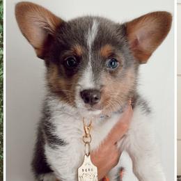 Pembroke Welsh Corgis from Osborn Corgis