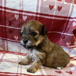 APOLLO - Red brindle male Havanese puppy in North Richland Hills, Texas from A Royal Havanese Court