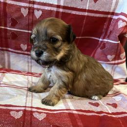 APOLLO - Red brindle male Havanese puppy in North Richland Hills, Texas from A Royal Havanese Court