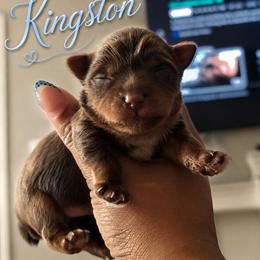 Kingston - Chocolate and tan male Yorkshire Terrier puppy in North Chesterfield, Virginia from YorkieLover