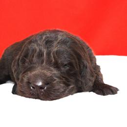 Snow Collar Male - Brown male Newfoundland puppy in Dalton, Ohio from Newfforu
