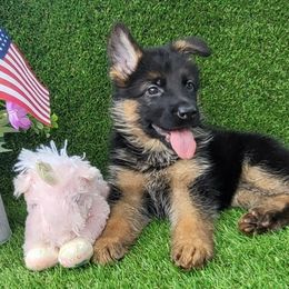 Female 4 - Black and red female German Shepherd puppy in Rockfield, Kentucky from Cheveyo German Shepherds