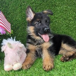 Female 4 - Black and red female German Shepherd puppy in Rockfield, Kentucky from Cheveyo German Shepherds