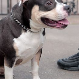 American Bullies from Chaney Bully Camp