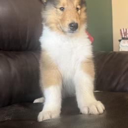 Hunter - Sable and white male Collie puppy in Genoa, Ohio from Pyman Collies