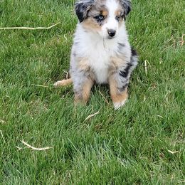Australian Shepherd Puppies from 4V Aussies