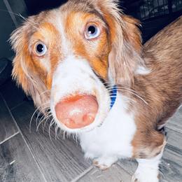 Cream - Dachshund