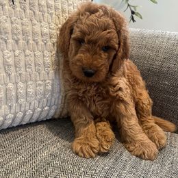 Male 2 - Apricot male Goldendoodle puppy in West Warwick, Rhode Island from Lil Rhody’s Goldendoodles