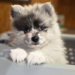 Mini Mini - Blue merle male Pomeranian puppy in Mays Landing, New Jersey from KB Pom Pups