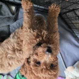 Goldendoodle Puppies from Lauralyn's Goldendoodles