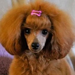 Poodles from Royal Kedsmore Toy Poodles