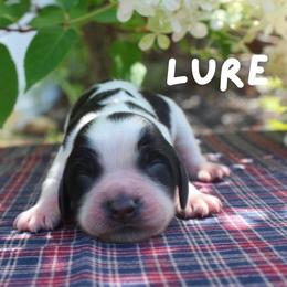 Lure - Black and white female English Springer Spaniel puppy in Barnstead, New Hampshire from C & S Farms