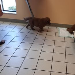 Pomsky Puppies from Zeuskis Pomskies