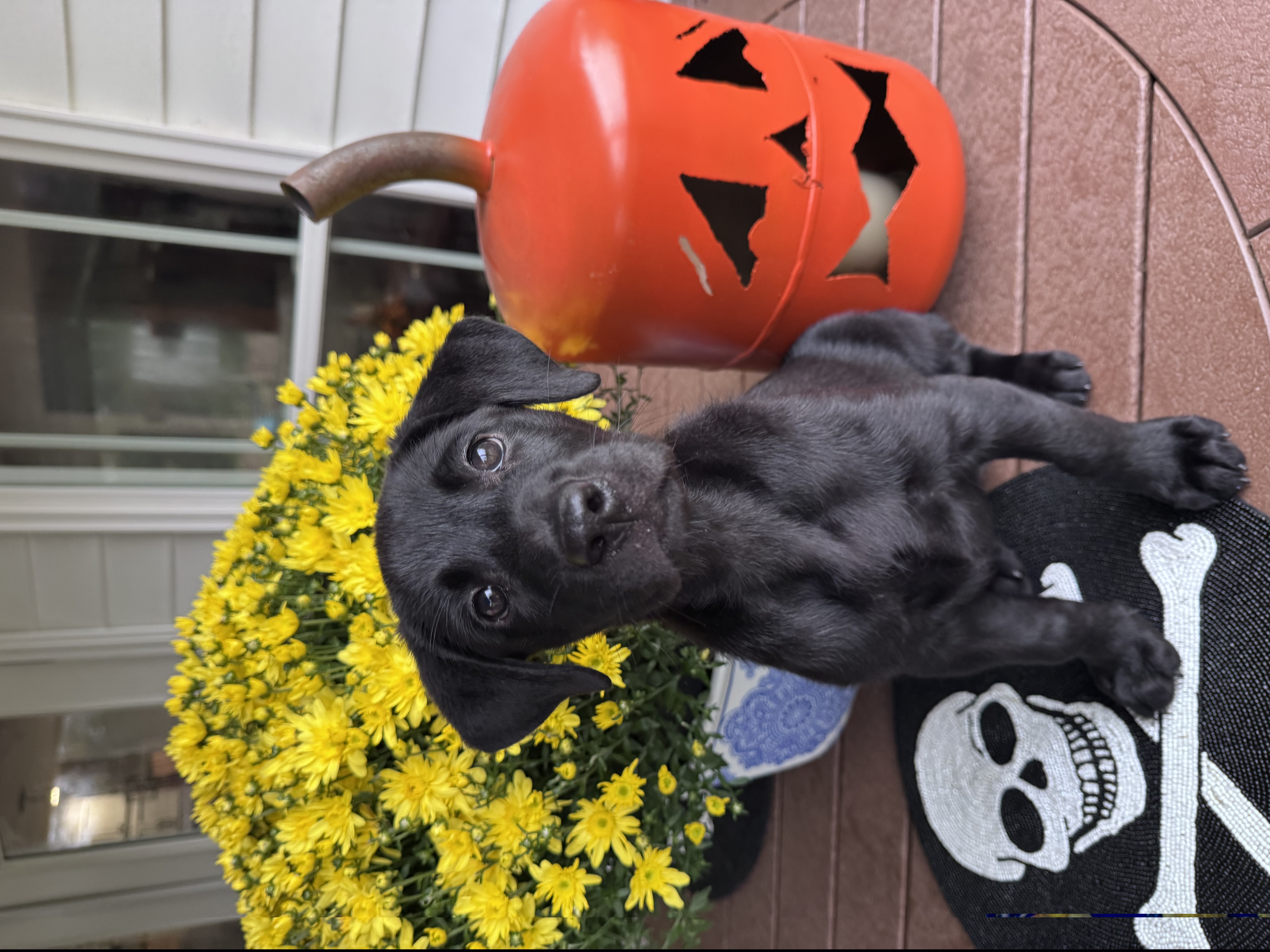 Purple Girl - Black female Labrador Retriever puppy in Plymouth, North Carolina from Duck Creek Kennels