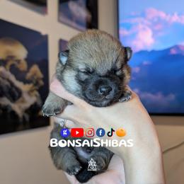 WONTON - Red male Shiba Inu puppy in Minnesota from BonsaiShibas