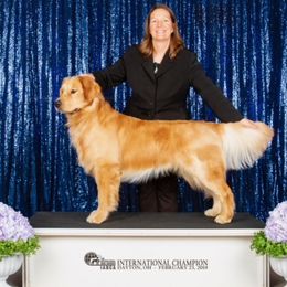 Henry - Golden Retriever