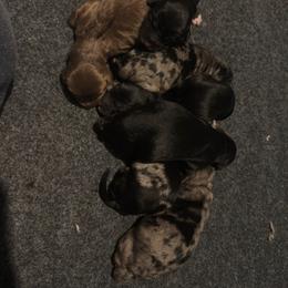 Cash - Black phantom male Aussiedoodle puppy in Fredonia, Pennsylvania from Drew’s Aussies & Doodles