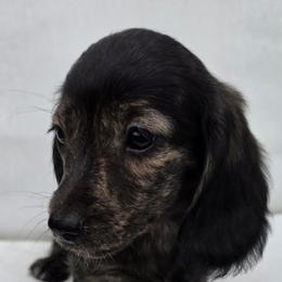 Brindle Girl - Brindle female Dachshund puppy in Woodland, Washington from SJs Dachshunds