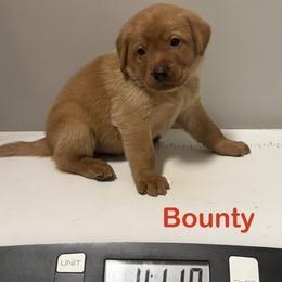 Bounty - Yellow male Labrador Retriever puppy in Tigard, Oregon from Morrison Labrador Retreivers