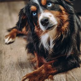 Finny - Miniature Australian Shepherd