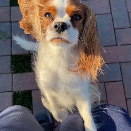 Cavalier King Charles Spaniels from Westside Dogs