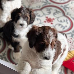 Bernedoodle, Cockapoo, and Goldendoodle Puppies from Avery Doodle Day LLC