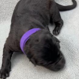 Girl 2 - Black and tan female German Shepherd puppy in Sharon Grove, Kentucky from Julie’s Shepherds