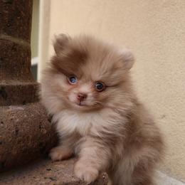 Stella - Blue merle female Pomeranian puppy in Corpus Christi, Texas from Crown Rose Pomeranians