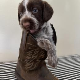Wirehaired Pointing Griffon Puppies from American Patriot Kennel