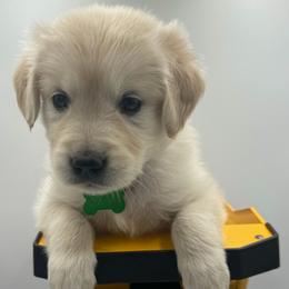 Girl 2 - Light golden female Golden Retriever puppy in Tyler, Texas from Cedar Hollow Retrievers