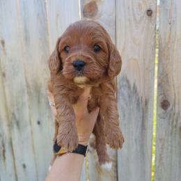 Jill - Red female Cavapoo puppy in Nampa, Idaho from Heart Mountain Cavaliers & Floating Feathers Kennel