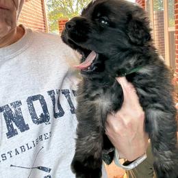 Chuck (Green Collar) - Reddish brown male Leonberger puppy in Manchester, Tennessee from Bois D’Arc Leonbergers