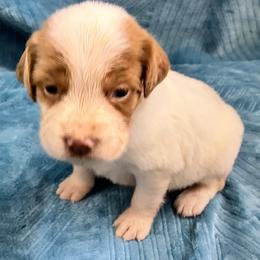 Sage girl 2 - White and orange female Brittany puppy in Floyd Knobs, Indiana from Cross Creek Brittanys
