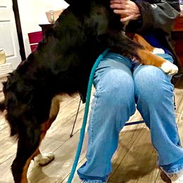 Lassie - Bernese Mountain Dog