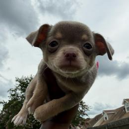 One - Silver female Chihuahua puppy in Charlotte, North Carolina from Lawinski’s Chihuahua World