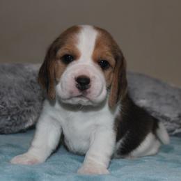 Kirk - Black tan and white male Beagle puppy in Morrill, Kansas from Kelle Beagles