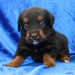 Liberty - Black tri male Miniature Australian Shepherd puppy in Foxworth, Mississippi from Ten Mile Aussies