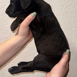 Girl 6 - Black female Great Dane puppy in Doylestown, Ohio from Dana's Danes