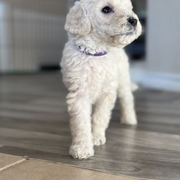 Goldendoodle Puppies from Doodle Love