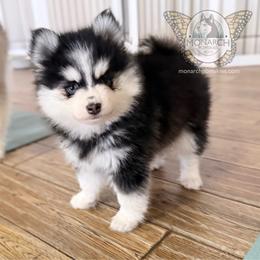 Monarch Sniff - Black and white female Pomsky puppy in Greeley, Colorado from Monarch Pomskies | Northern Colorado